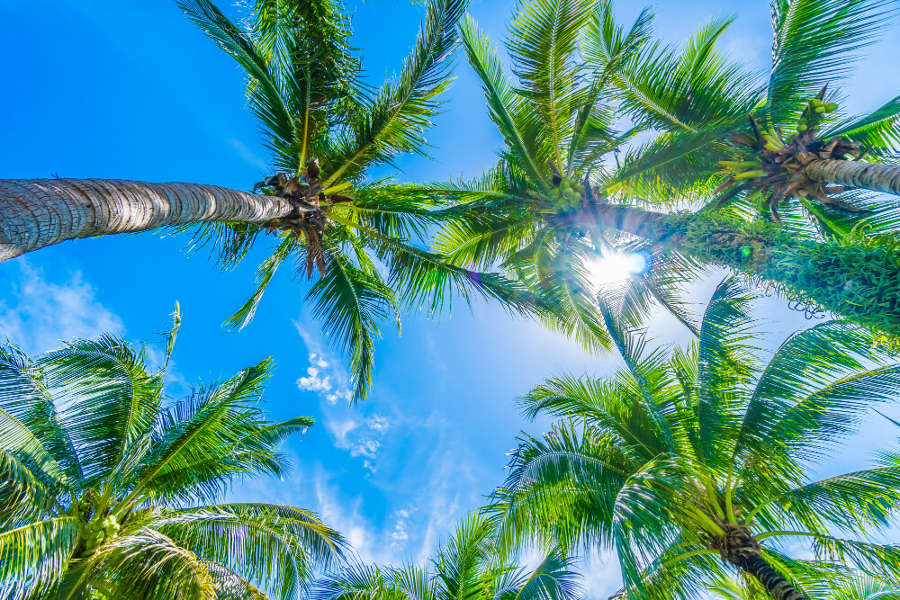 Coconut Tree